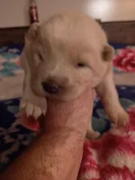 Little miss, a female Chow Chow for sale in Sims, IL – Photo 5 of 10