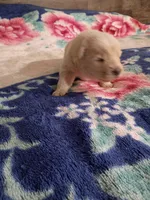 Little miss, a female Chow Chow for sale in Sims, IL – Photo 6 of 10