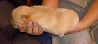 Cream, a male Chow Chow for sale in Sims, IL – Photo 3 of 8