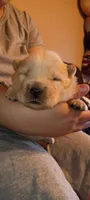 Cream, a male Chow Chow for sale in Sims, IL – Photo 1 of 8