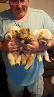 Chunky , a male Chow Chow for sale in Sims, IL – 3 of 5