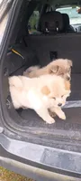 Tinkerbell , a female Chow Chow for sale in Sims, IL – 2 of 10