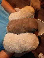 Cream female 2, a female Chow Chow for sale in Sims, IL – 5 of 8
