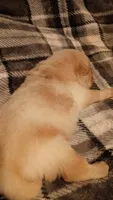 Tinkerbell , a female Chow Chow for sale in Sims, IL – 3 of 6