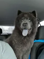 Cream female 2, a female Chow Chow for sale in Sims, IL – 6 of 8