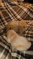 Tinkerbell , a female Chow Chow for sale in Sims, IL – 2 of 6