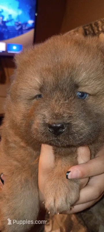Male – Chow Chow puppy for sale in Sims, IL