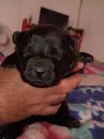 Missy, a female Chow Chow for sale in Sims, IL – Photo 5 of 8