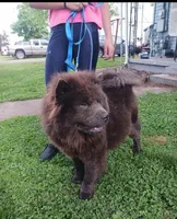 Missy, a female Chow Chow for sale in Sims, IL – Photo 3 of 8