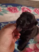 Missy, a female Chow Chow for sale in Sims, IL – Photo 2 of 8