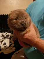 Male, a male Chow Chow for sale in Sims, IL – 4 of 8