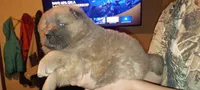 Male, a male Chow Chow for sale in Sims, IL – 2 of 8