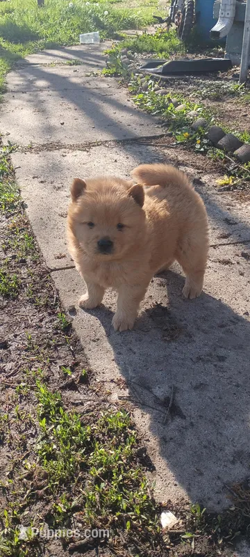 Cinnamon  – Chow Chow puppy for sale in Sims, IL
