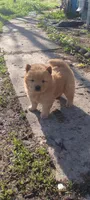 Cinnamon , a female Chow Chow for sale in Sims, IL – Photo 1 of 7