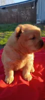 Cinnamon , a female Chow Chow for sale in Sims, IL – Photo 4 of 7