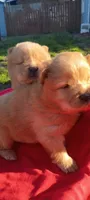 Cinnamon , a female Chow Chow for sale in Sims, IL – Photo 3 of 7