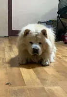 Cinnamon , a female Chow Chow for sale in Sims, IL – Photo 6 of 7