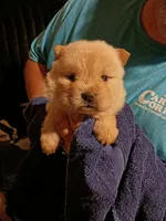 Cream female 1, a female Chow Chow for sale in Sims, IL – 6 of 7