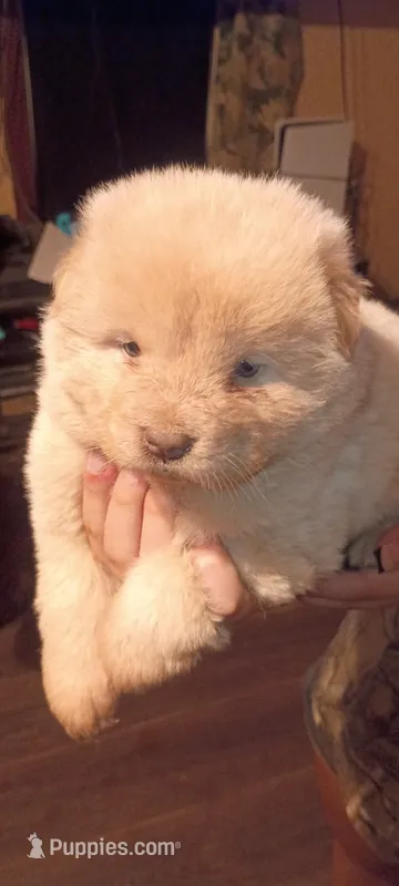 Cream female 2 – Chow Chow puppy for sale in Sims, IL