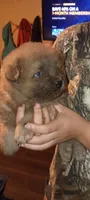 Male, a male Chow Chow for sale in Sims, IL – 8 of 8