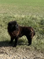 Cream female 2, a female Chow Chow for sale in Sims, IL – 8 of 8