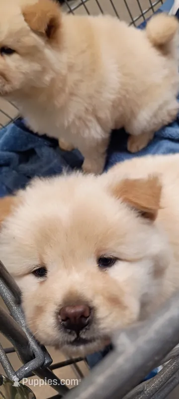 Tinkerbell  – Chow Chow puppy for sale in Sims, IL