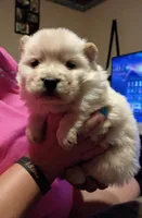 Cinnamon, a female Chow Chow for sale in Sims, IL – Photo 4 of 10