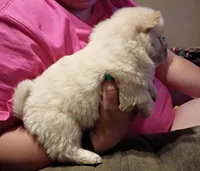 Cinnamon, a female Chow Chow for sale in Sims, IL – Photo 2 of 10