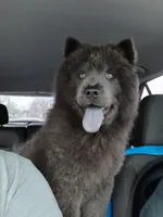 Cinnamon, a female Chow Chow for sale in Sims, IL – Photo 6 of 10