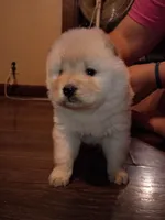 Cinnamon, a female Chow Chow for sale in Sims, IL – Photo 7 of 10