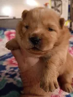 Chunker, a female Chow Chow for sale in Sims, IL – Photo 3 of 6