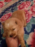 Chunker, a female Chow Chow for sale in Sims, IL – Photo 5 of 6