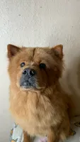 Chunky , a male Chow Chow for sale in Sims, IL – 4 of 5