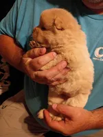 Cream female 2, a female Chow Chow for sale in Sims, IL – 3 of 8