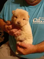 Cream female 2, a female Chow Chow for sale in Sims, IL – 2 of 8