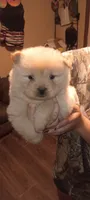 Cream female 1, a female Chow Chow for sale in Sims, IL – 2 of 9