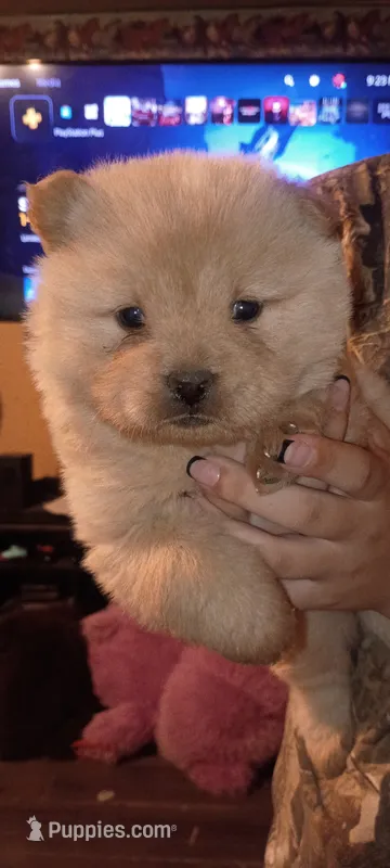 Cream female 1 – Chow Chow puppy for sale in Sims, IL