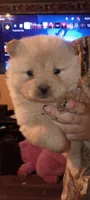Cream female 1, a female Chow Chow for sale in Sims, IL – 1 of 9