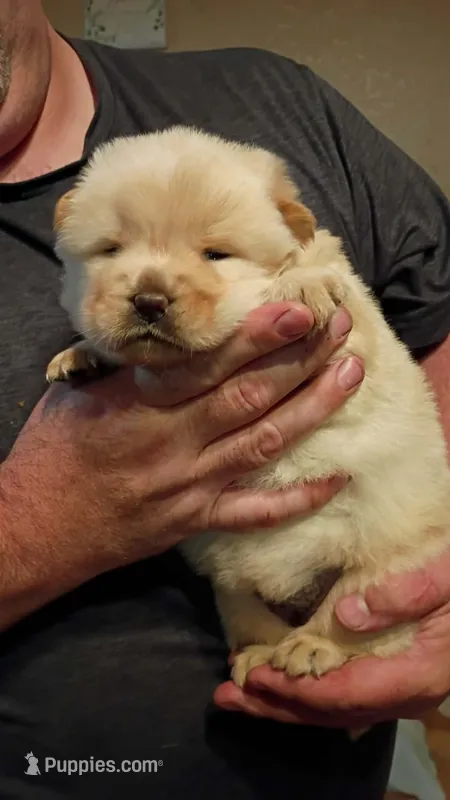 Tinkerbell  – Chow Chow puppy on hold in Sims, IL