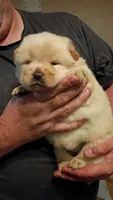 Tinkerbell , a female Chow Chow for sale in Sims, IL – 1 of 6