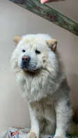 Chunky , a male Chow Chow for sale in Sims, IL – 5 of 5