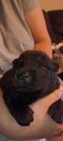 Black male, a male Chow Chow for sale in Sims, IL – Photo 5 of 8
