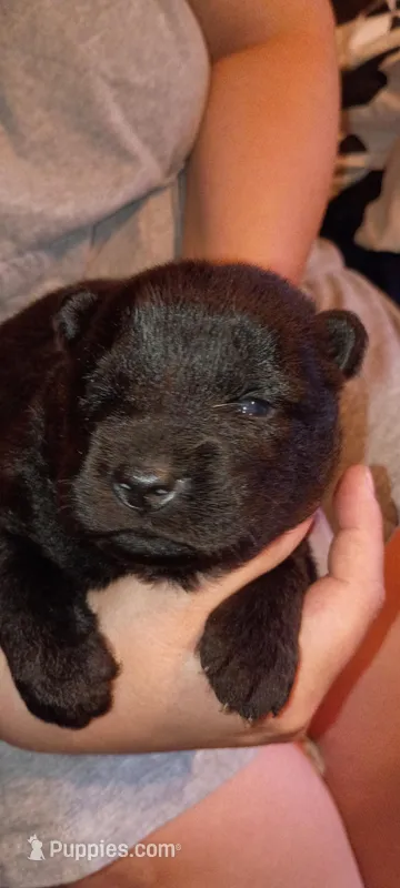 Black male – Chow Chow puppy for sale in Sims, IL