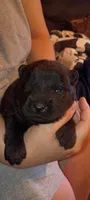 Black male, a male Chow Chow for sale in Sims, IL – Photo 2 of 8