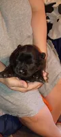 Black male, a male Chow Chow for sale in Sims, IL – Photo 7 of 8