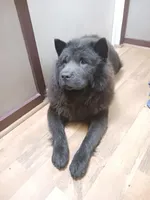 Black male, a male Chow Chow for sale in Sims, IL – Photo 8 of 8