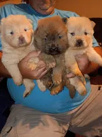 Cream female 2, a female Chow Chow for sale in Sims, IL – 7 of 8