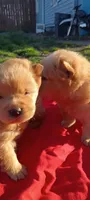 Cinnamon female small, a female Chow Chow for sale in Sims, IL – Photo 3 of 7