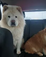 Cinnamon female small, a female Chow Chow for sale in Sims, IL – Photo 5 of 7