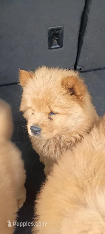 Cinnamon female small – Chow Chow puppy for sale in Sims, IL